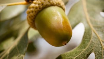 a close up of a green acorn