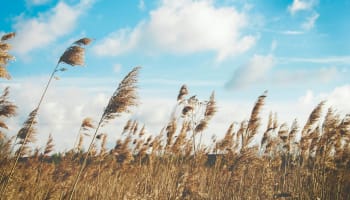 tall grass in a field