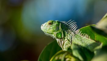 a green lizard on a leaf