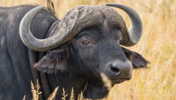 a buffalo with horns in a field