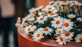 a group of white and yellow flowers in a pot