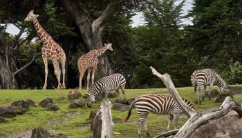 a group of zebras and giraffes in a grassy field