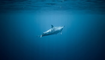 a swordfish swimming in the water