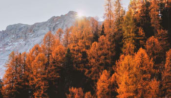 a group of trees with orange leaves
