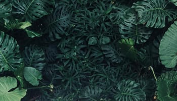 a group of green leaves