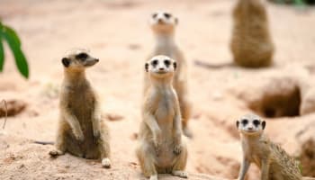 a group of meerkats standing on sand