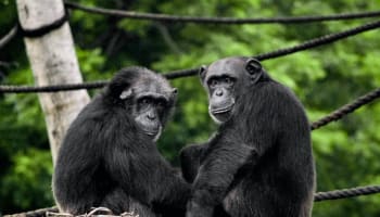 two monkeys sitting next to each other