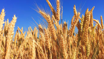 a field of wheat with blue sky