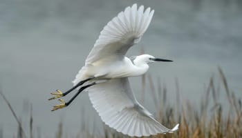 a white bird flying over water