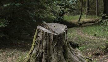 a tree stump in the woods