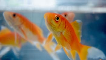 a group of orange fish swimming in water