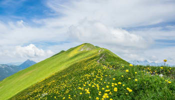 a green hill with yellow flowers