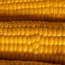 a close up of corn on the cob