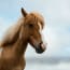 a horse with blonde hair