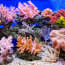 a coral reef in a tank