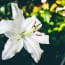 a white flower with green leaves