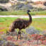 a bird standing in a field