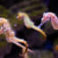 a group of seahorses swimming in water