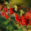 a bunch of red berries on a plant