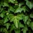 a close up of a green leaf