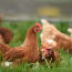 a group of chickens in grass