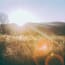 a field of grass with the sun shining through