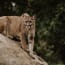 a cougar sitting on a rock