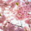 a close up of pink flowers