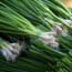 a bunch of green leeks