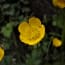 a yellow flower with green leaves