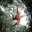 an orangutan dangling from a tree