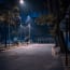 a street with trees and a road at night