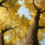 looking up at trees with yellow leaves