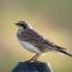 a bird standing on a stump