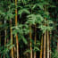 a group of bamboo trees