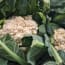 cauliflowers growing in a plant