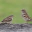 two birds on a wood surface