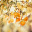 a close up of leaves on a tree