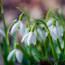 a group of white flowers