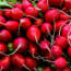 a pile of red radishes