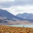 a llama standing on a rocky shore with mountains in the background