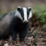 a badger walking on the ground