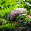 an armadillo in the grass