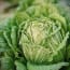 a head of cabbage with ruffled leaves