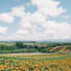 a field of flowers and trees