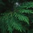 a close up of a green plant