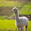 a white llama standing in a field