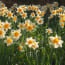 a field of white and yellow flowers