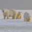 a group of polar bears in the snow