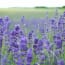 a field of purple flowers